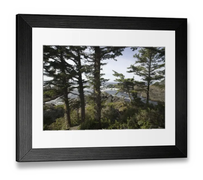 Framed Print : Along the Wild Pacific Trail, Pacific Rim National Park Reserve, Ucluelet, British Columbia