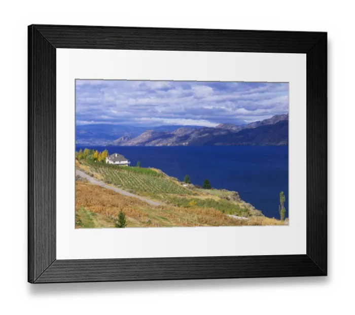Framed Print : Vineyard on Okanagan Lake, BC
