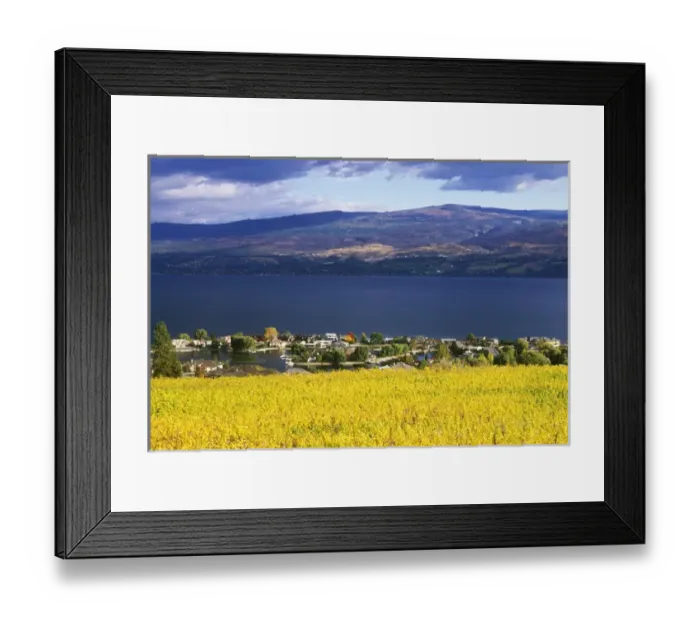 Framed Print : N. A. Canada, British Columbia, Okanagan Valley, Vineyard on Okanagan Lake Framed Print : N. A. Canada, British Columbia, Okanagan Valley, Vineyard on Okanagan Lake