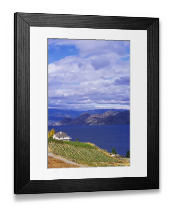 Framed Print : Vineyard on Okanagan Lake, BC Framed Print : Vineyard on Okanagan Lake, BC