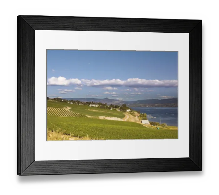 Framed Print : NA; Canada; British Columbia; Okanagan Valley; Westbank; Vineyard on Lake Okanagan Framed Print : NA; Canada; British Columbia; Okanagan Valley; Westbank; Vineyard on Lake Okanagan