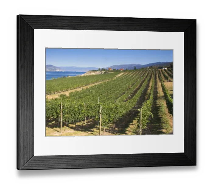 Framed Print : NA; Canada; British Columbia; Okanagan Valley; Naramata; Vineyard on Lake Okanagan Framed Print : NA; Canada; British Columbia; Okanagan Valley; Naramata; Vineyard on Lake Okanagan