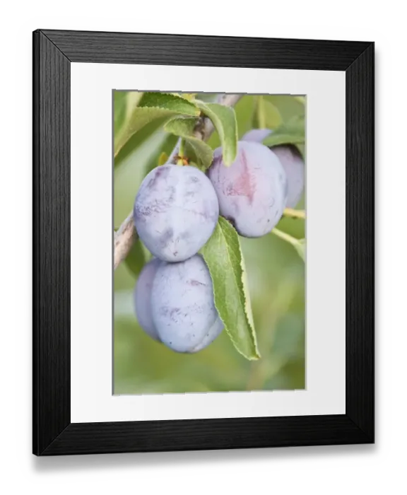 Framed Print : Canada, BC, Okanagan Valley, Plums Ripe for Harvest Framed Print : Canada, BC, Okanagan Valley, Plums Ripe for Harvest