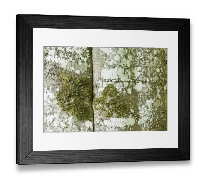 Framed Print : Canada, British Columbia, Victoria, Hatley Park, European Beech Trunk Detail (Fagus