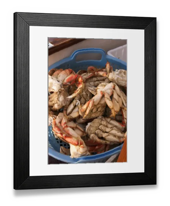 Framed Print : North America, Canada, Queen Charlotte Islands, Dungeness cooked crab Framed Print : North America, Canada, Queen Charlotte Islands, Dungeness cooked crab