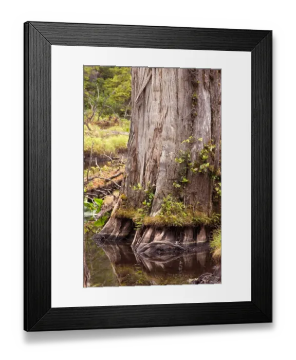 Framed Print : North America, Canada, Queen Charlotte Islands, Spirit Lake Trail, Cedar tree in lake