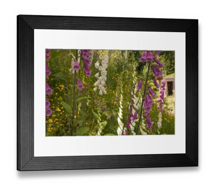Framed Print : North America, Canada, Queen Charlotte Islands, Fox glove blooms Framed Print : North America, Canada, Queen Charlotte Islands, Fox glove blooms