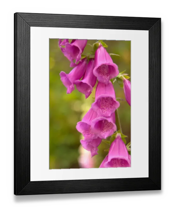 Framed Print : North America, Canada, Queen Charlotte Islands, Fox glove blooms