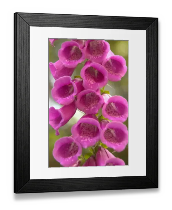 Framed Print : North America, Canada, Queen Charlotte Islands, Fox glove blooms