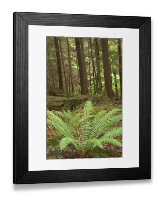 Framed Print : North America, Canada, Queen Charlotte Islands, Spirit Lake Trail, Sword fern in Framed Print : North America, Canada, Queen Charlotte Islands, Spirit Lake Trail, Sword fern in