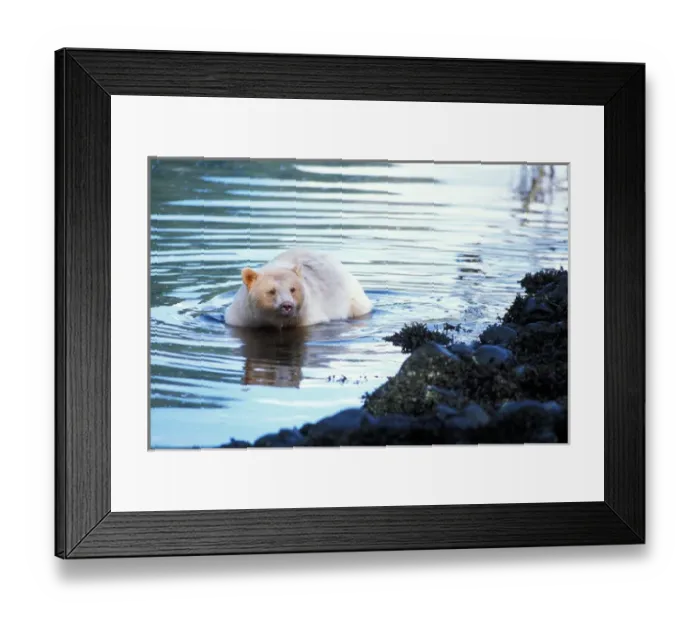 Framed Print : spirit bear, kermode, black bear, Ursus americanus, wading in a river, rainforest