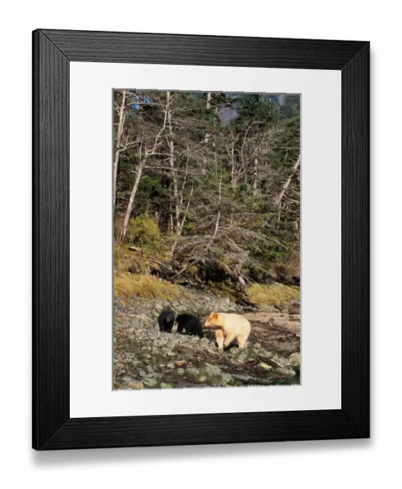 Framed Print : Spirit bear, kermode, black bear, Ursus americanus, sow with cubs in the rainforest