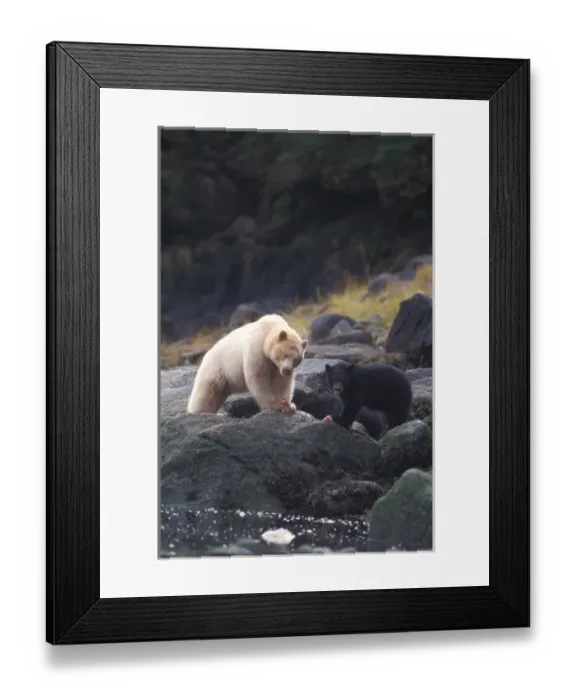 Framed Print : spirit bear, kermode, black bear, Ursus americanus, sow with cub eating fish, rainforest Framed Print : spirit bear, kermode, black bear, Ursus americanus, sow with cub eating fish, rainforest