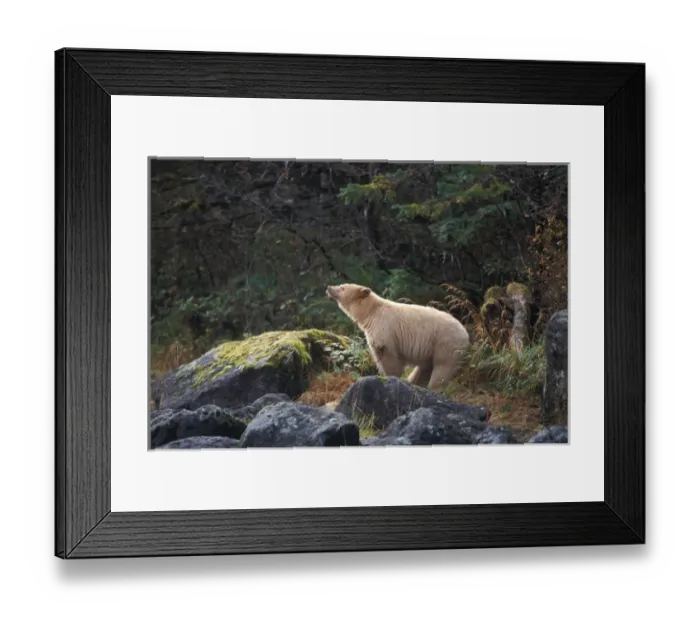 Framed Print : spirit bear, kermode, black bear, Ursus americanus, sow scenting the air in the rainforest Framed Print : spirit bear, kermode, black bear, Ursus americanus, sow scenting the air in the rainforest