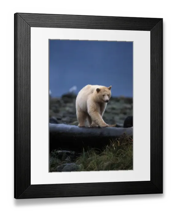 Framed Print : spirit bear, kermode, black bear, Ursus americanus, sow walking on a log at high tide Framed Print : spirit bear, kermode, black bear, Ursus americanus, sow walking on a log at high tide
