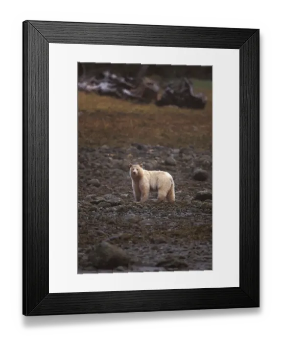 Framed Print : spirit bear, kermode, black bear, Ursus americanus, sow walking the beach at low tide