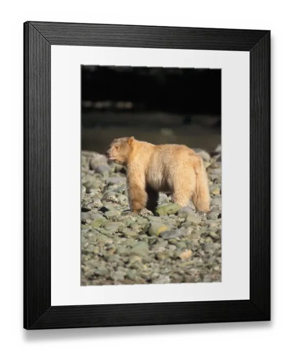 Framed Print : spirit bear, kermode, black bear, Ursus americanus, sow along beach in the rainforest Framed Print : spirit bear, kermode, black bear, Ursus americanus, sow along beach in the rainforest