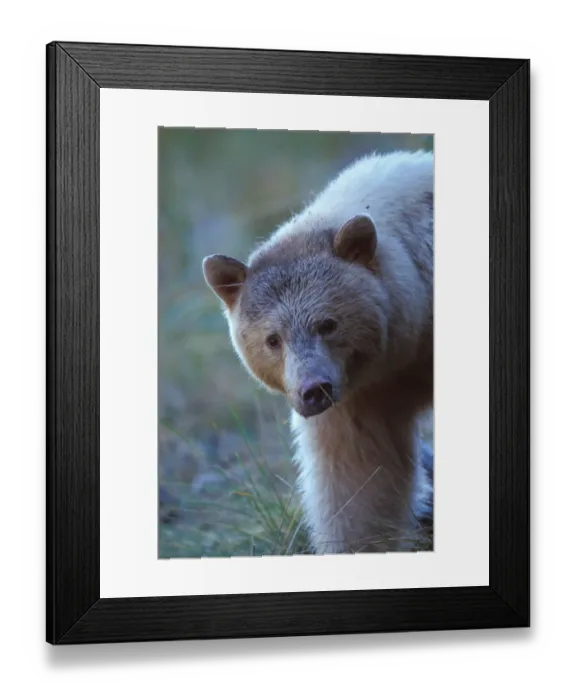Framed Print : spirit bear, kermode, black bear, Ursus americanus, sow in the rainforest of