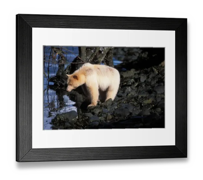 Framed Print : spirit bear, Kermode, black bear, Ursus americanus, sow in the rainforest of