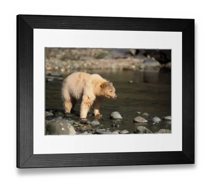Framed Print : spirit bear, Kermode, black bear, Ursus americanus, sow in a stream, central British Columbia coast