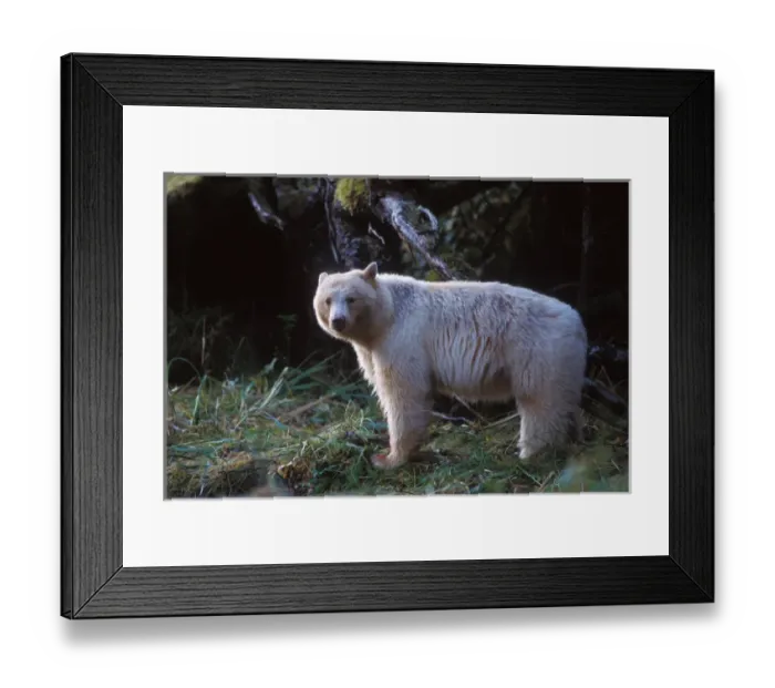 Framed Print : spirit bear, Kermode, black bear, Ursus americanus, sow in the rainforest of Framed Print : spirit bear, Kermode, black bear, Ursus americanus, sow in the rainforest of