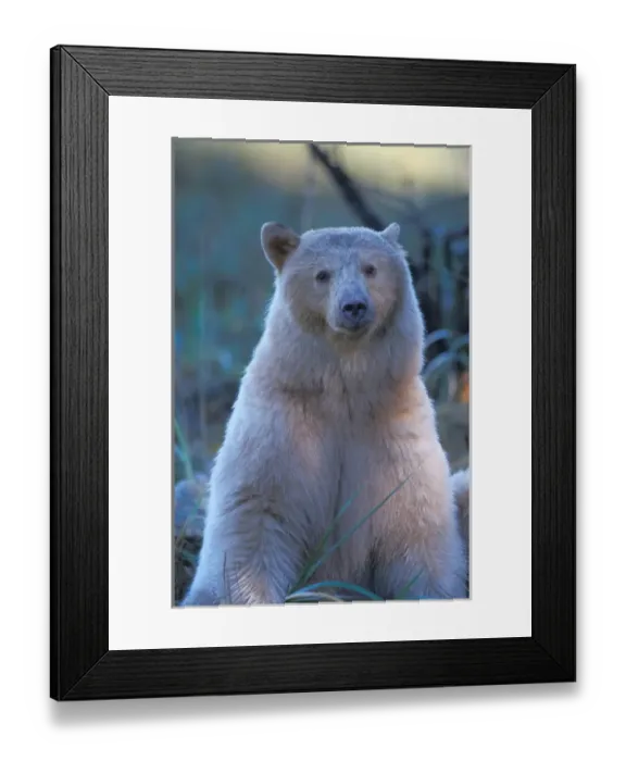 Framed Print : spirit bear, Kermode, black bear, Ursus americanus, sow in the rainforest of