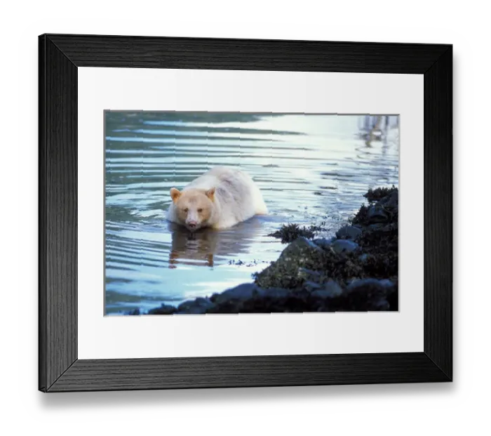 Framed Print : spirit bear, kermode, black bear, Ursus americanus, sow fishing for salmon, central Framed Print : spirit bear, kermode, black bear, Ursus americanus, sow fishing for salmon, central
