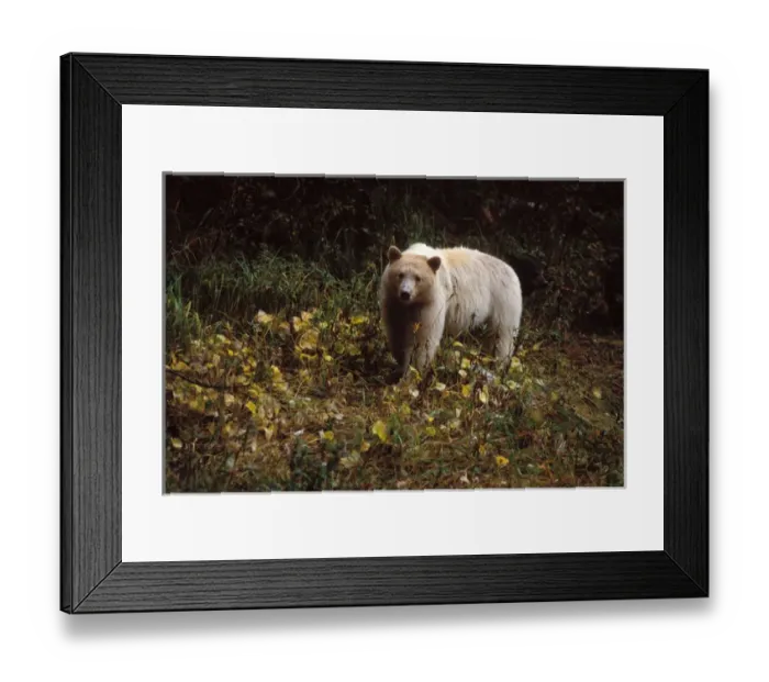 Framed Print : spirit bear, kermode, black bear, Ursus americanus, sow in the rainforest of Framed Print : spirit bear, kermode, black bear, Ursus americanus, sow in the rainforest of