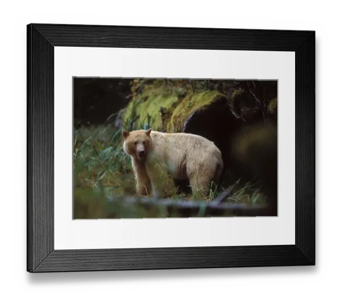 Framed Print : spirit bear, kermode, black bear, Ursus americanus, sow in the rainforest of