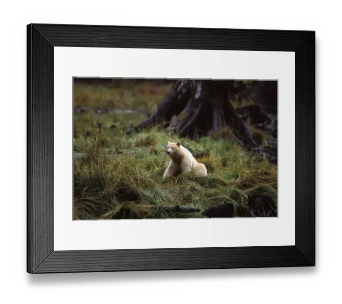 Framed Print : spirit bear, kermode, black bear, Ursus americanus, sow in the rainforest of Framed Print : spirit bear, kermode, black bear, Ursus americanus, sow in the rainforest of
