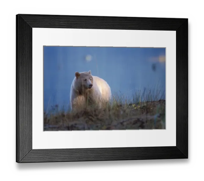 Framed Print : spirit bear, kermode, black bear, Ursus americanus, sow in the rainforest of