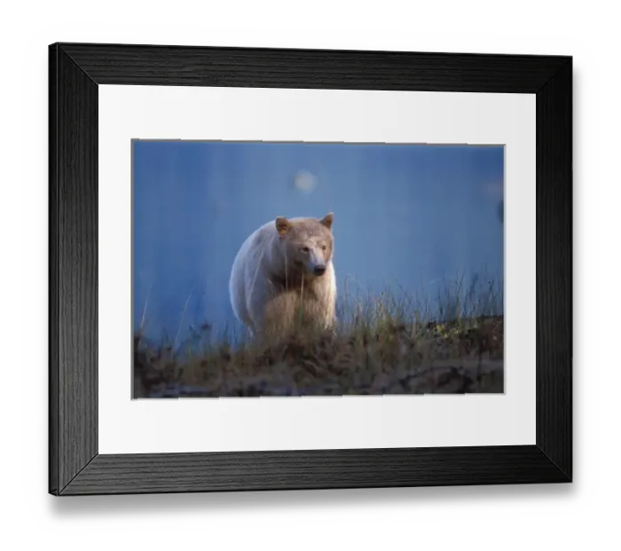 Framed Print : spirit bear, kermode, black bear, Ursus americanus, sow in the rainforest of Framed Print : spirit bear, kermode, black bear, Ursus americanus, sow in the rainforest of