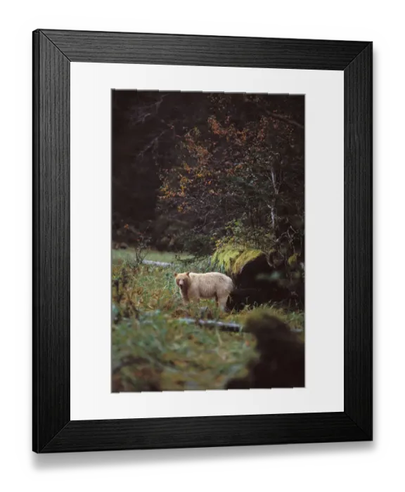 Framed Print : spirit bear, kermode, black bear, Ursus americanus, sow in the rainforest of