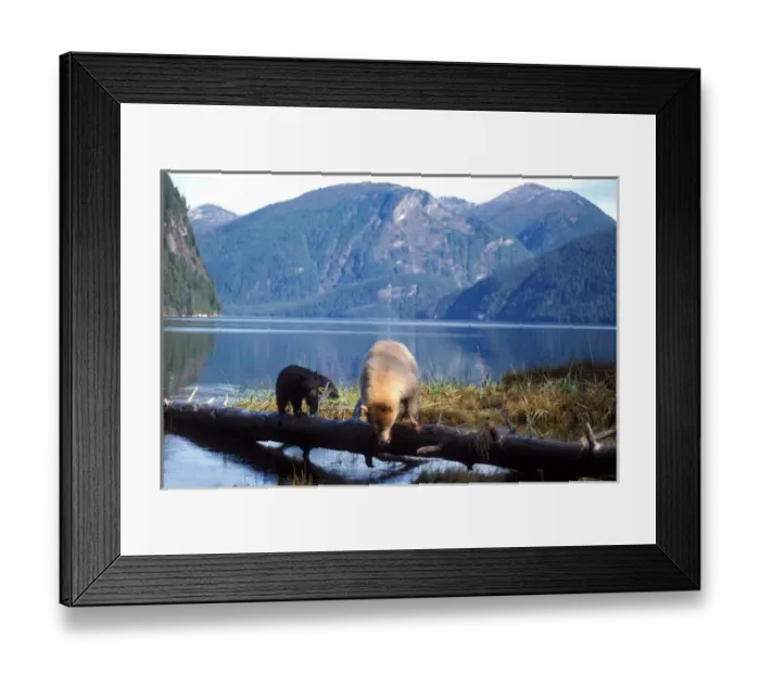 Framed Print : spirit bear, kermode, black bear, Ursus americanus, sow with cubs looking for salmon Framed Print : spirit bear, kermode, black bear, Ursus americanus, sow with cubs looking for salmon