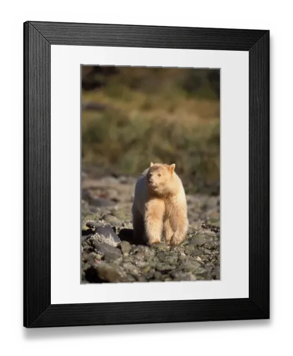 Framed Print : spirit bear, kermode, black bear, Ursus americanus, sow walking along a beach