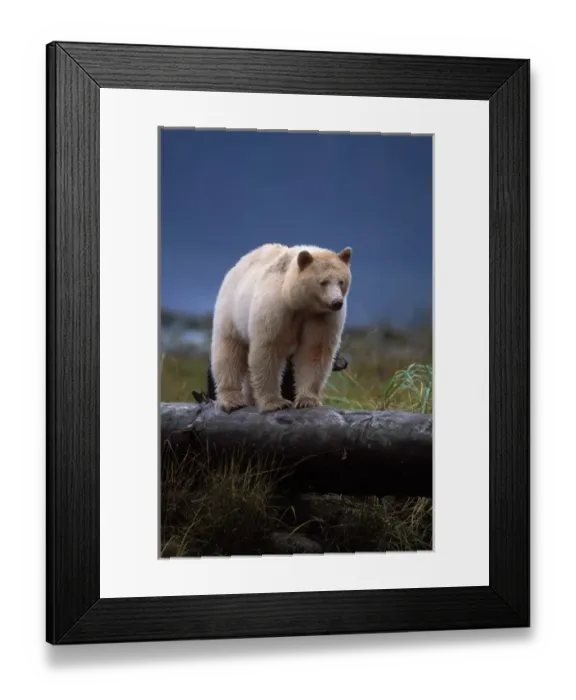 Framed Print : spirit bear, kermode, black bear, Ursus americanus, sow with cub walking along a Framed Print : spirit bear, kermode, black bear, Ursus americanus, sow with cub walking along a