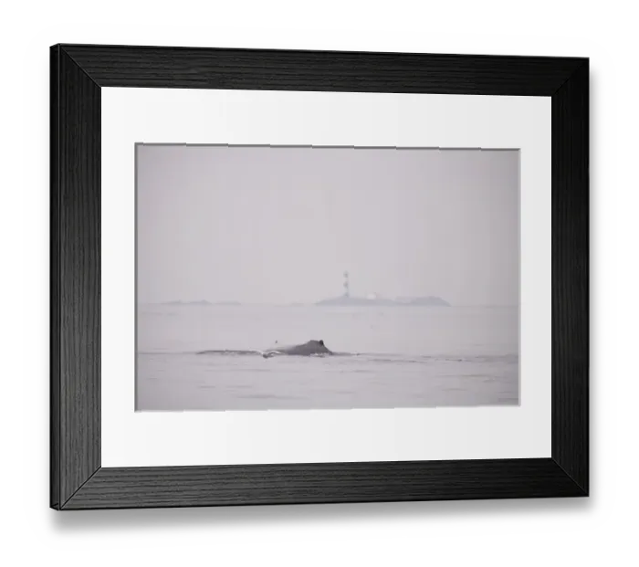 Framed Print : CANADA, British Columbia, Victoria. Humpback Whale surfacing near Race Rocks Lighthouse