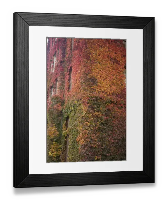 Framed Print : CANADA, British Columbia, Victoria. Autumn-colored Ivy decorating the front of Framed Print : CANADA, British Columbia, Victoria. Autumn-colored Ivy decorating the front of
