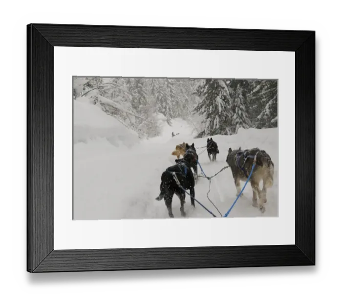 Framed Print : Canada, BC, Whistler. Outdoor Adventure dog sled experience, tourists can mush their