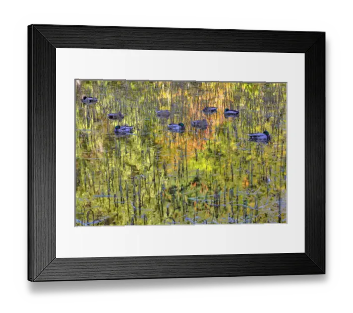 Framed Print : North America, Canada, BC, Victoria, Mallard Ducks Sleeping on Pond Framed Print : North America, Canada, BC, Victoria, Mallard Ducks Sleeping on Pond