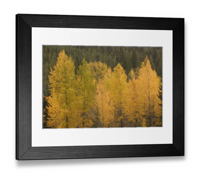 Framed Print : 02. CANADA, British Columbia, Princeton. Fall Foliage Framed Print : 02. CANADA, British Columbia, Princeton. Fall Foliage