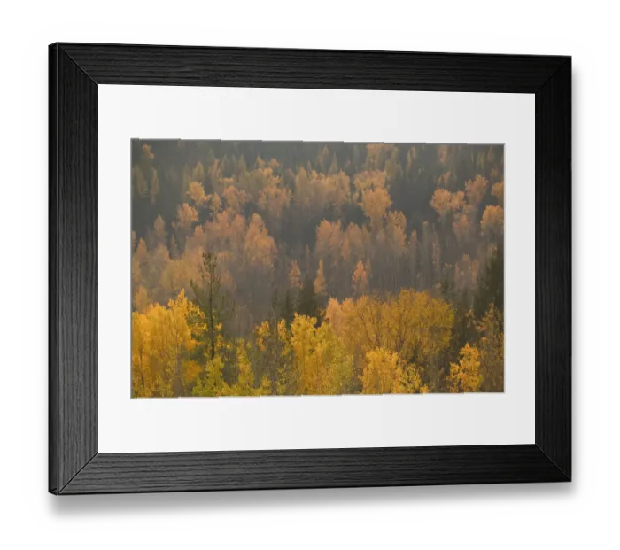 Framed Print : 02. CANADA, British Columbia, Rossland. Autumn Foliage. Former Mining, now Ski Town Framed Print : 02. CANADA, British Columbia, Rossland. Autumn Foliage. Former Mining, now Ski Town
