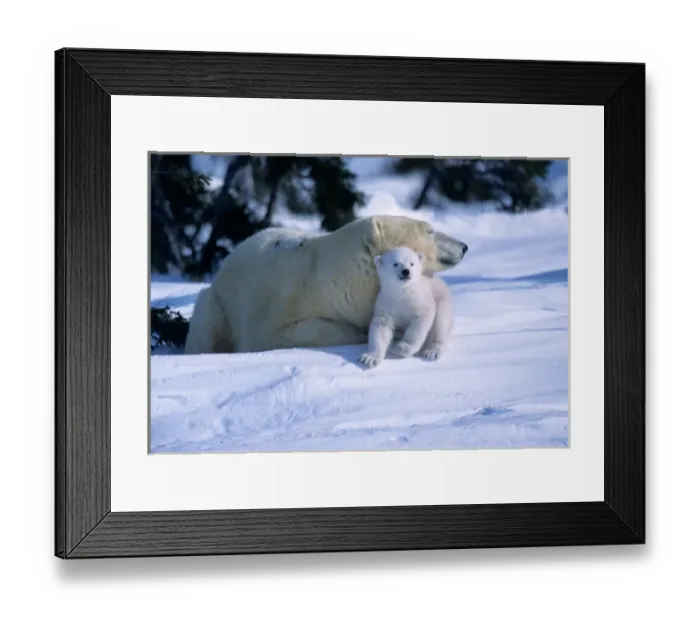 Framed Print : Female Polar Bear lying down with cub or coy under chin, Canada, Manitoba, Churchill Framed Print : Female Polar Bear lying down with cub or coy under chin, Canada, Manitoba, Churchill