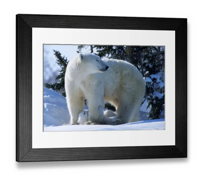 Framed Print : Female Polar Bear standing with cub of the year(coy) underneath Canada, Manitoba Framed Print : Female Polar Bear standing with cub of the year(coy) underneath Canada, Manitoba