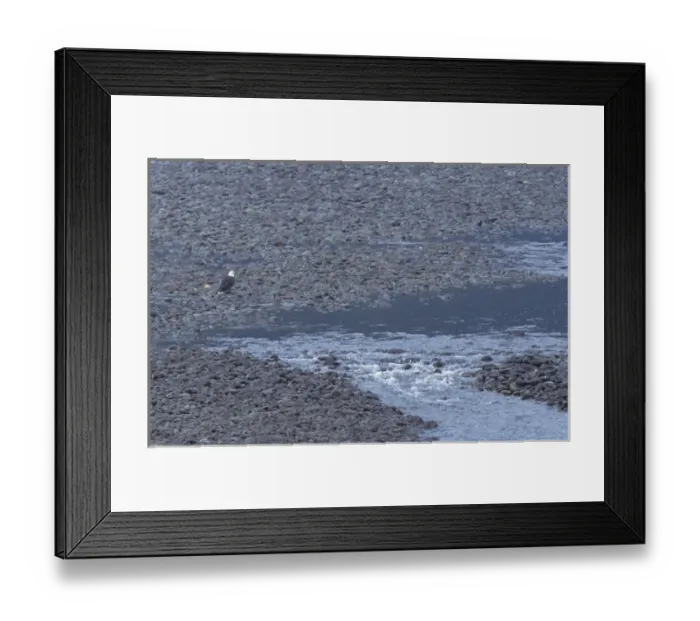 Framed Print : NA, Canada, British Columbia Bald eagle Framed Print : NA, Canada, British Columbia Bald eagle