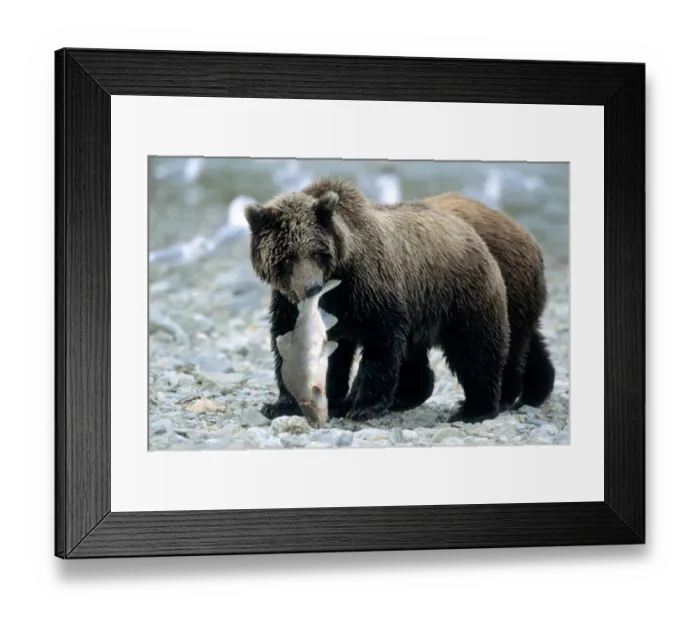 Framed Print : Grizzly Cub carrying Salmon in his Mouth, U. S. A. Alaska, Katmai Peninsula Framed Print : Grizzly Cub carrying Salmon in his Mouth, U. S. A. Alaska, Katmai Peninsula