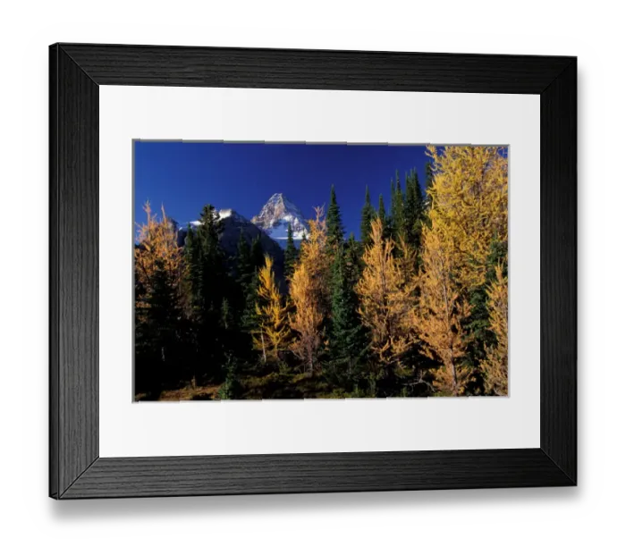 Framed Print : North America, Canada, Assiniboine Prov. Park, Mt. Assiniboine and larch trees Framed Print : North America, Canada, Assiniboine Prov. Park, Mt. Assiniboine and larch trees