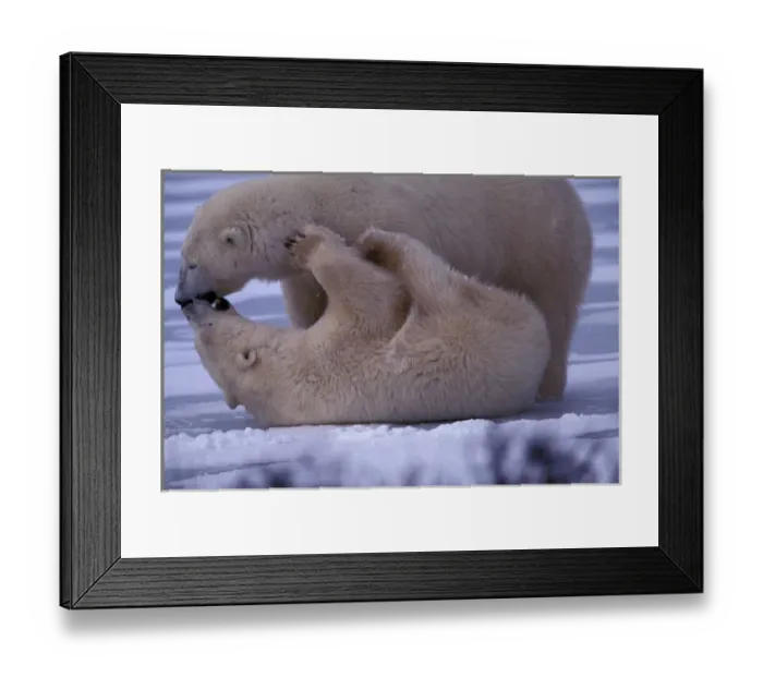 Framed Print : North America, Canada, Manitoba, Churchill, Polar bear (Ursus maritimus) Framed Print : North America, Canada, Manitoba, Churchill, Polar bear (Ursus maritimus)