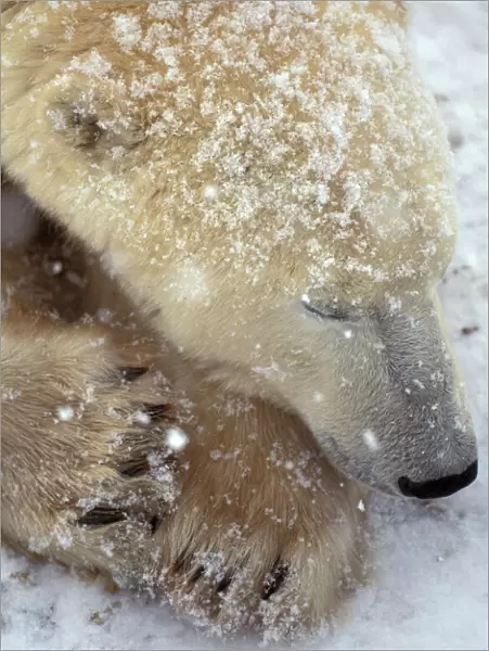 North America, Canada, Manitoba, Polar bear sleeping (Ursus maritimus)