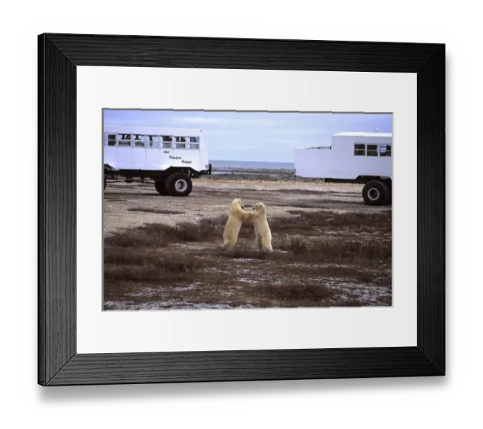 Framed Print : Polar Bear close encounter as bears play fight next to Tundra Buggies with tourists Framed Print : Polar Bear close encounter as bears play fight next to Tundra Buggies with tourists